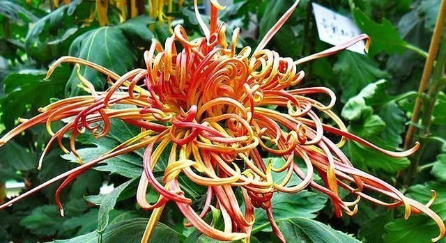 『关东』喜欢菊花，那就养盆优良名菊“关东大侠”，花开爆盆成花海！美