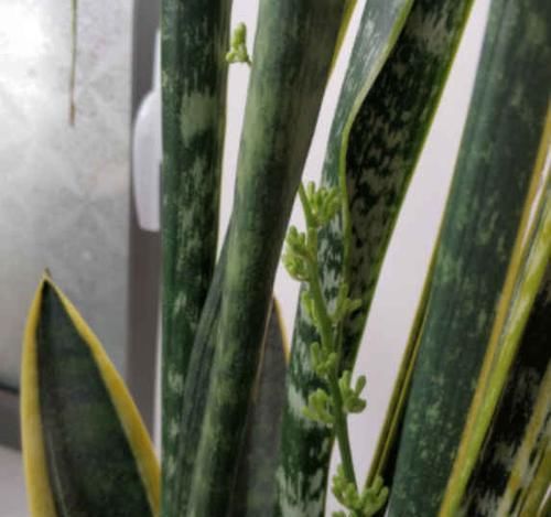  「观叶」观叶翘楚虎皮兰也能开花结果？按照这样养，7天就能轻松达到！