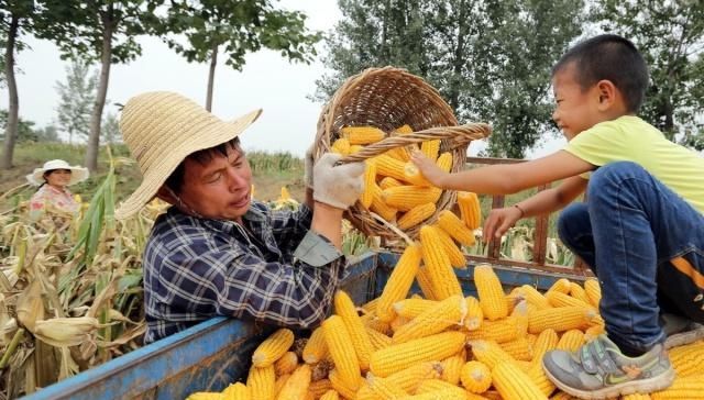  耕地■一位普通农民如何养活一家人？