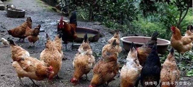  适合|农村房屋后院有一千多平米空地，在农村适合做什么？