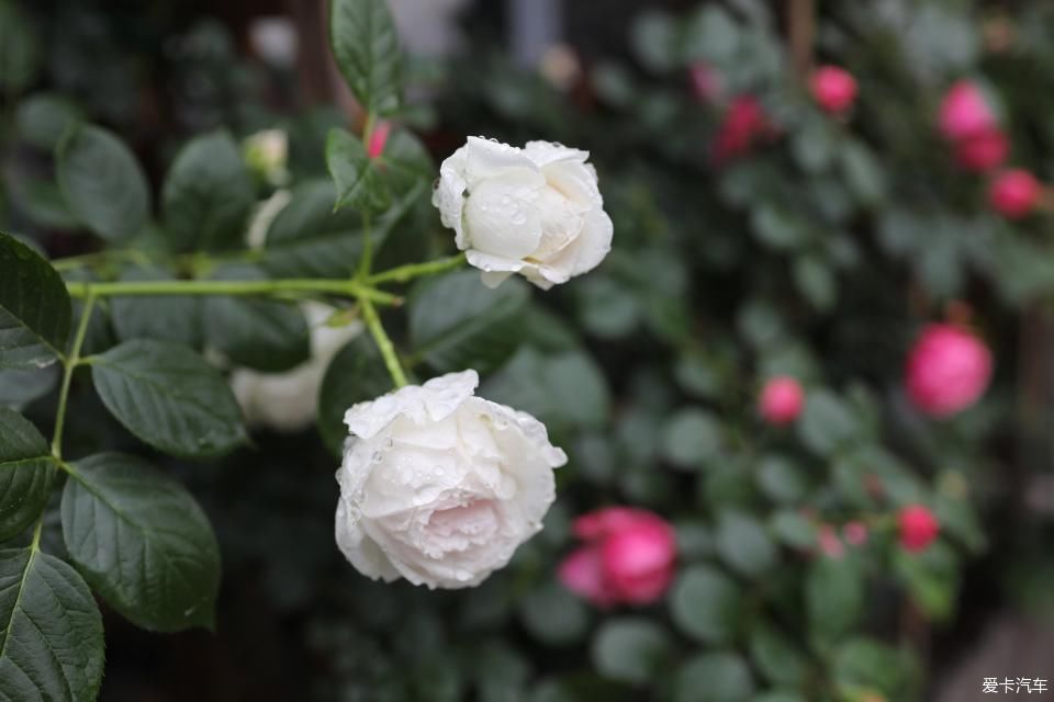「终于」终于等到花开满墙