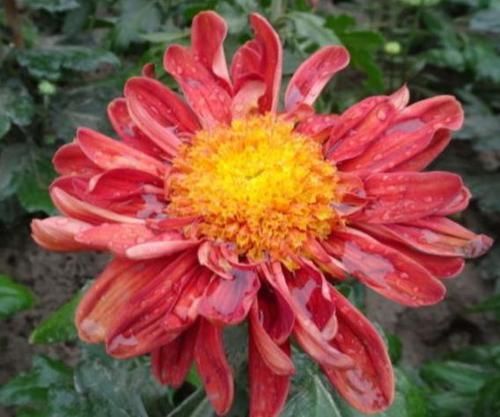 「盆栽」仙人球里的“仙子”,花朵超美,开花勤快,种植容易,是盆栽佳品