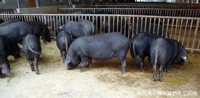  「发现」农户们要注意了，养殖业有三个禁令，一旦被发现就会查