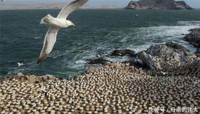 一座被海鸟霸占上百年的岛，上岛会被海鸟攻击，渔民们都绕道而行