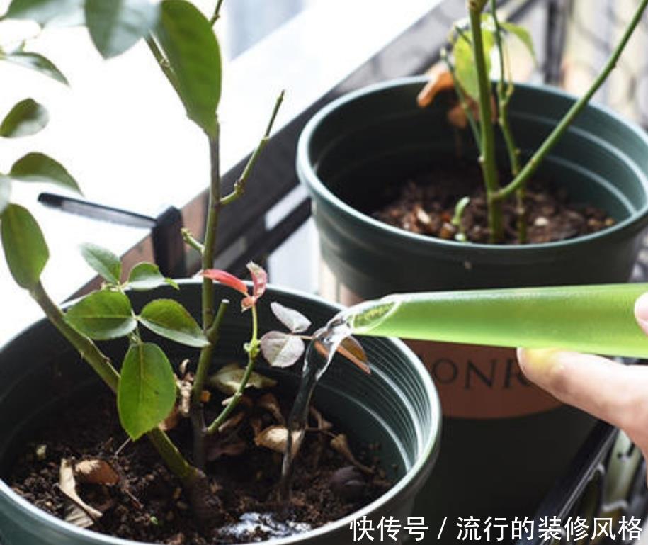  「技巧」盆土容易结板，掌握这些技巧，土壤疏松透气，养分充足
