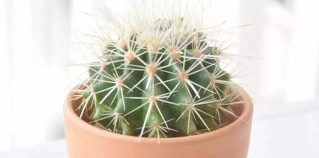 【搜罗】史上最全“懒人植物”大搜罗,看看哪盆才是你的心头好
