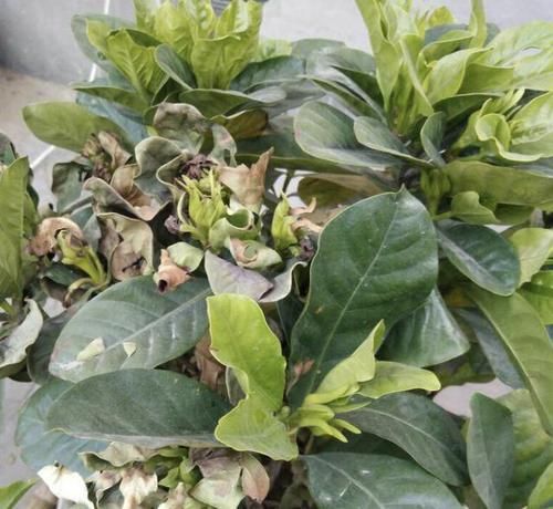  [栀子花]家里养的栀子花，开始枯萎、掉花苞，离不开“4个问题”，别忽视