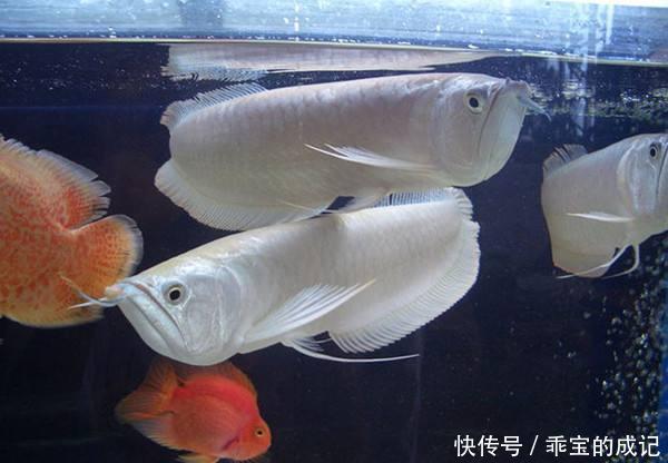  『养鱼老道』为什么说瞧不起饲养练手鱼的鱼友，其实就是瞧不起我们自己？