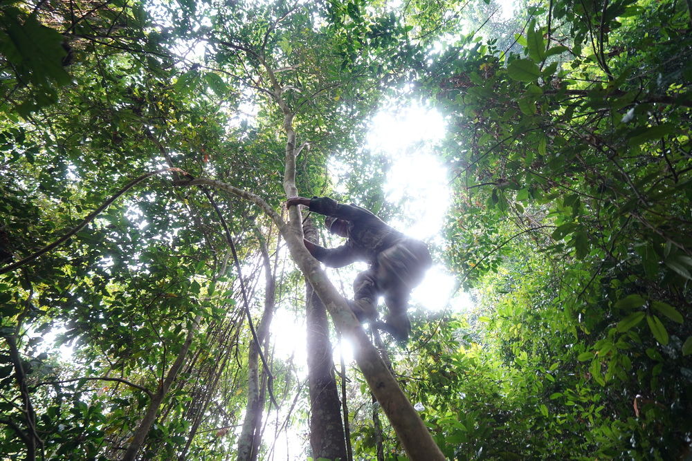 探秘古茶树:当地人说很多老茶树被无知砍了，而留下来是因为人懒