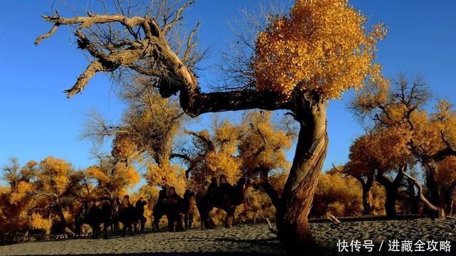 可能会错过国庆，今年额济纳的胡杨林最佳观赏期只有12天