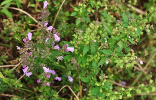 这草在农村里遍地可见，别称是痱子草，如今药用价值不容小觑