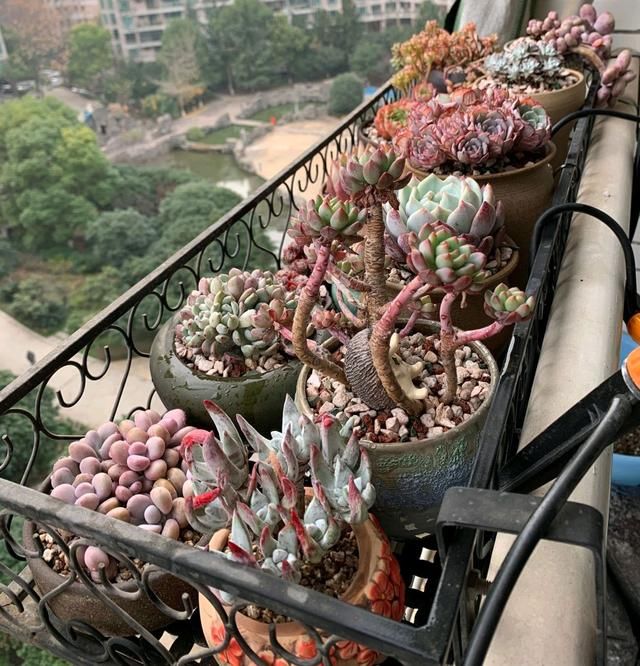 【时间】清明节过后多肉可以搬到室外养护吗?多肉出室前和出室后怎么养
