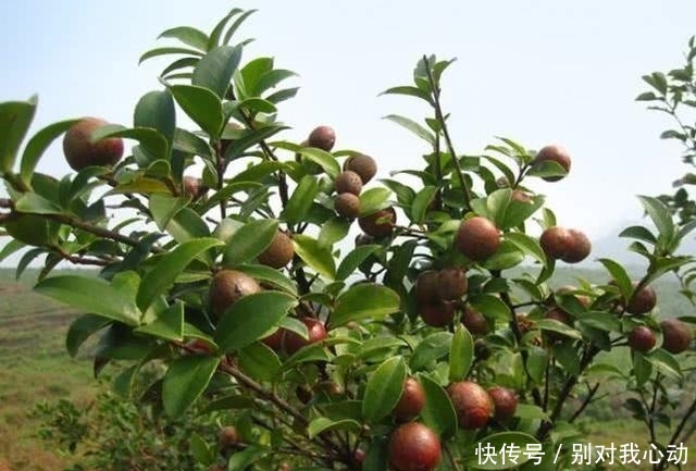 这种树是中国独有，结的果子能榨油，60元一斤成稀罕货
