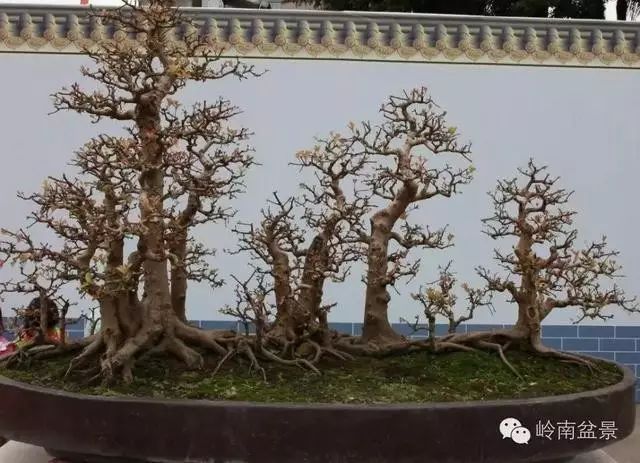 盆景构景十种风格