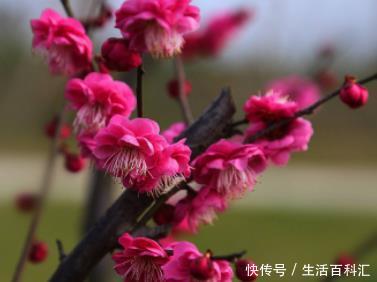 #口诀#开春养花,参考4句“口诀”,学会了花草“嗖嗖长”,不愁养不旺