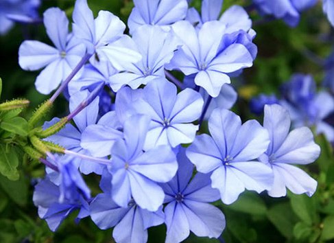 【漂亮】这些花随便养,一养就很容易爆盆,不仅特别好养活,开花还特漂亮