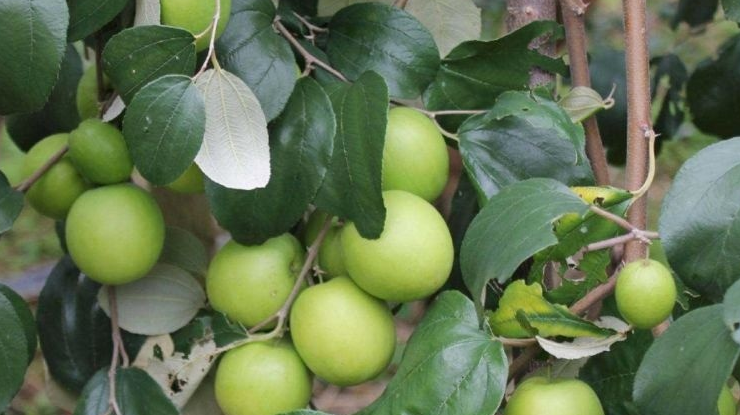  青枣的种植■农村一种水果，以前不值钱种植的人少，现在一斤5块