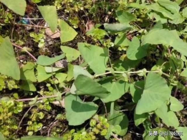 农村中“雷公藤”大家听说过吗?药用价值很高