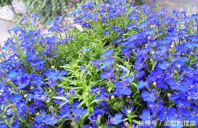 「蓝花」六倍利开出一片清爽靓丽的蓝花,长得快又好养,易开花爆盆