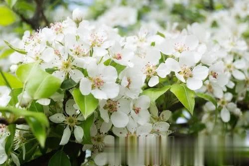  「如同」梨花我国约有2000余年的栽培历史，春季开花，花色洁白，如同雪花