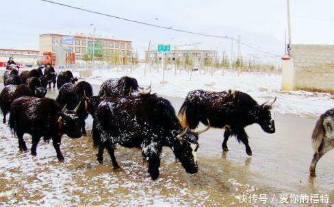 为啥女游客尽量不要穷游进西藏?看完这篇文章你就能明白了