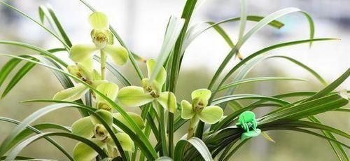  #很快#兰花烂根不要慌，做好这2步，新根冒不停，很快重返生机！