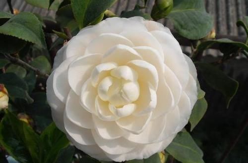  试试■新手不知道养什么花，试试这几款，皮实好养，漂亮好养，美艳动人