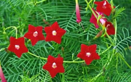  [漂亮]家中必养5种花，好养漂亮花期长，1个月不浇水,长得枝繁叶茂