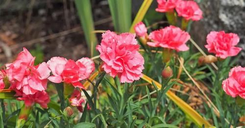  『平常养护石竹花』盆栽养护的石竹花，想让它花开不断，这几点最要做好了