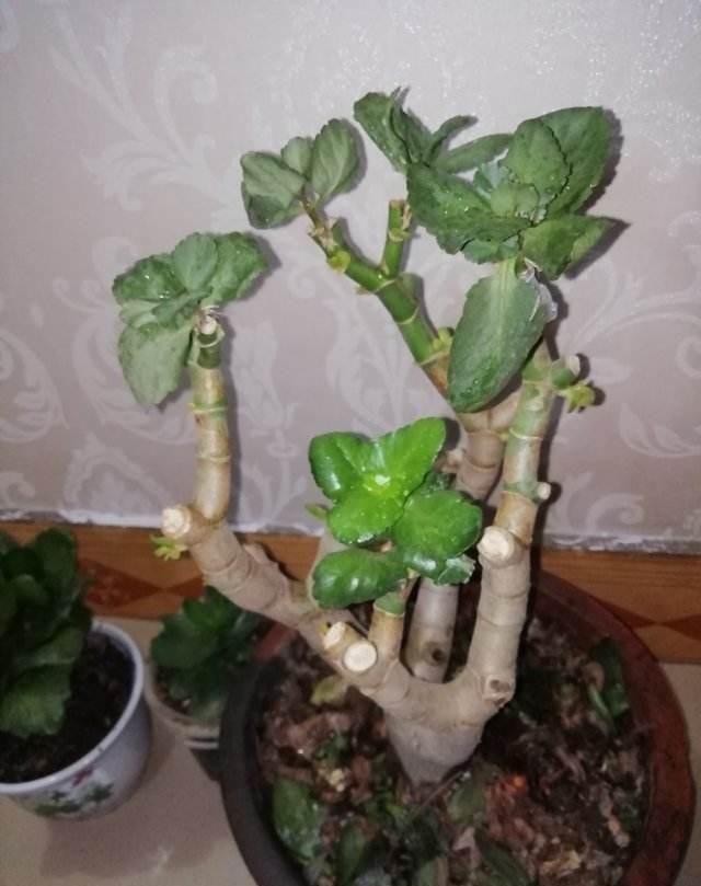  [温度]这花远看像长寿，近看像玉树，还能开出5色花，真神奇