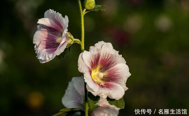 长春花@觉得养花难，就选此3种花，好养易活不操心，颜色鲜艳花量大
