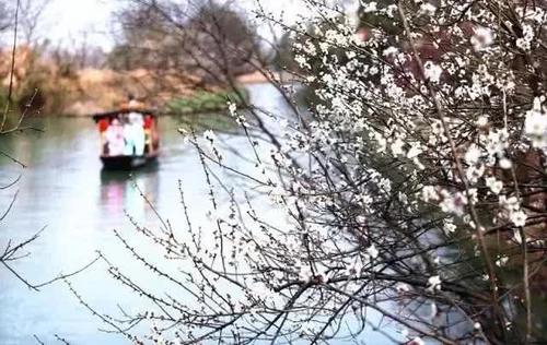 知否知否，应是暗香浮动，浙江已进入赏梅佳期！