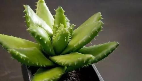 『植物』远离植物杀手,你需要这12种植物