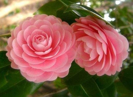  『名流千秋』养花就养此款花，花色鲜艳花期长，好养易打理，轻松养爆盆