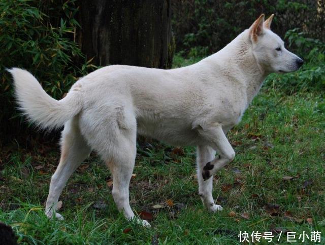  品种@撞脸柴犬的珍岛犬，却是韩国的国宝犬种，但它们并不适合新手饲养