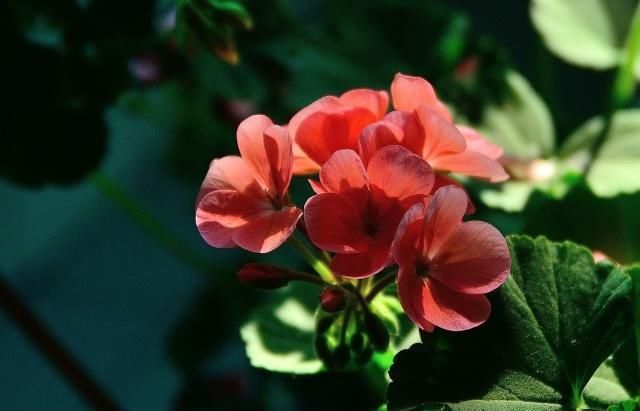  「绿萝」这三种花，一年四季能开花！而且比绿萝还好养、还长得