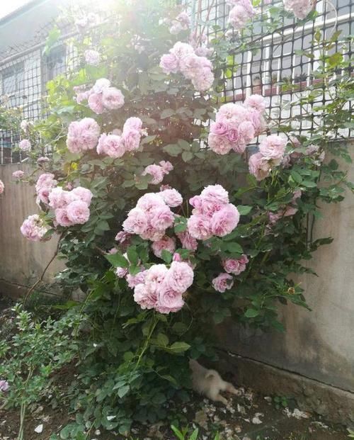 薰衣草花束：6个月变花墙，1年3季开花，这种藤本植物，让家分分钟成“花海”