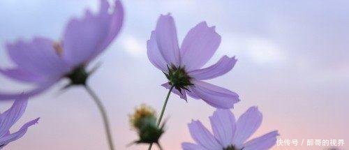 20条心情不好伤感心累的爱情说说短语