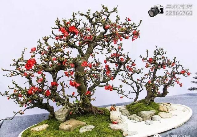 把温江盆景卖到欧洲去