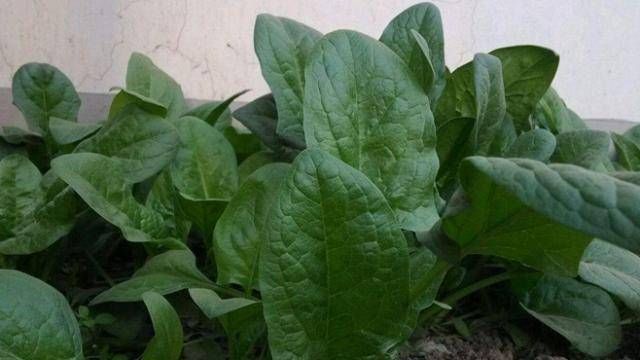 『适合』3种适合盆栽的蔬菜,在阳台上种几盆,健康美味!