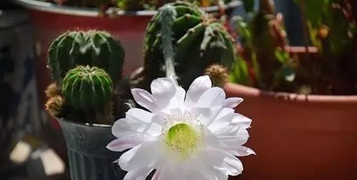 『最快』仙人球开花，美不胜收！