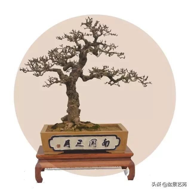  「成寸」盆景百态，缩地成寸