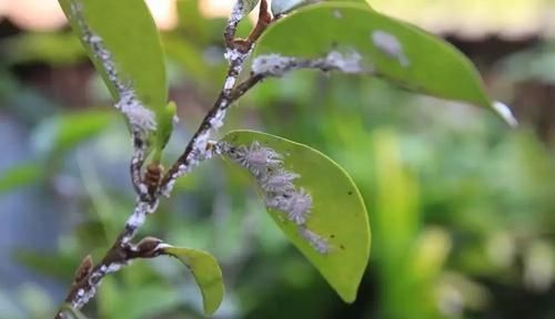 「清除粉蚧虫」花卉的枝叶上长满有绒毛的白色虫子,用下面这些方法就能恢复