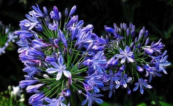  #花色#养花费钱？“3种花”几块钱买一盆，花色多又艳，四季开花拦不住