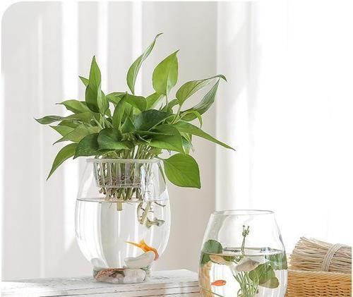  「盆里放点」学生党学业疲劳，盆里放点小盆栽，养眼心情好