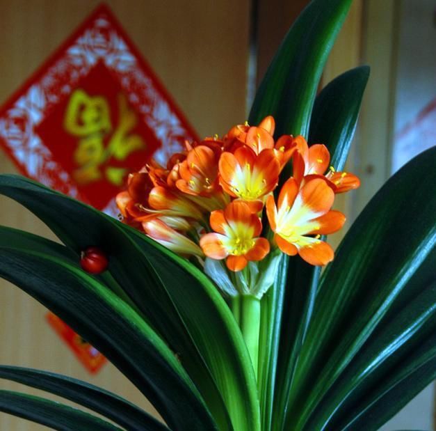 「度夏」小满之后养君子兰,巧做3件事,不烂根不黑腐,轻松度夏按时开花