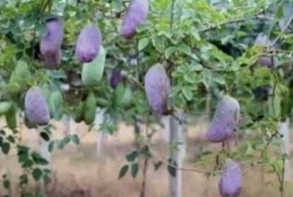  [预知子]既是水果也是药材,种植它也能轻松致富，你吃过吗？