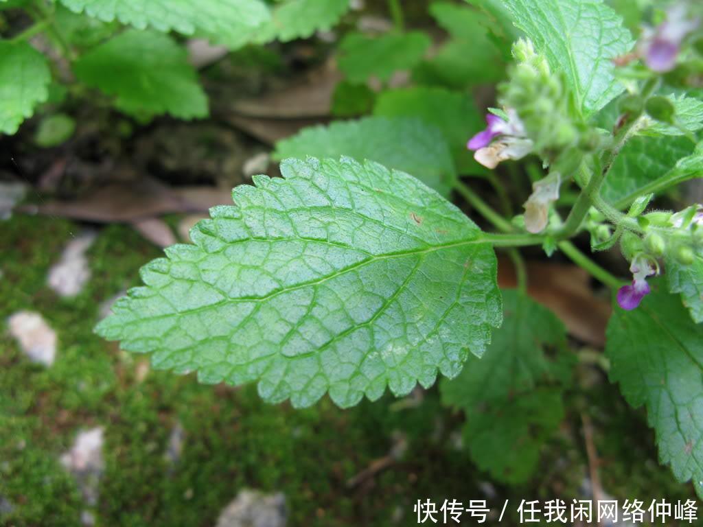 农村山里一种野草，蛇见到就怕，人称“血见愁”，是治蛇伤良药