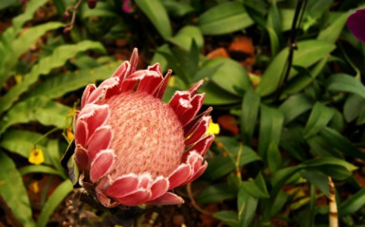  「帝王」此花名为“帝王花”，花语：富贵吉祥，花型奇特，观赏性价值极高