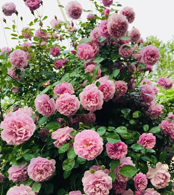 「值得」此观赏植物,一年三季开花,花多易爆盆,好看又好养,很值得拥有